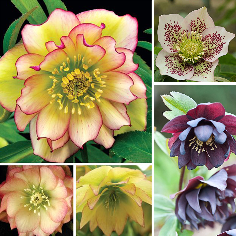 🥳Mixed color Christmas rose