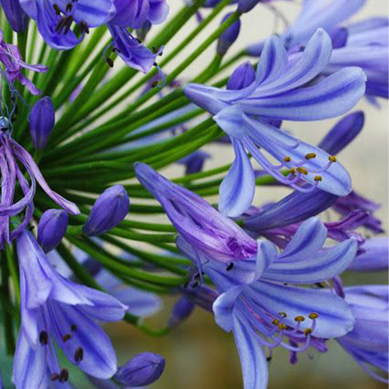 Agapanthus africanus