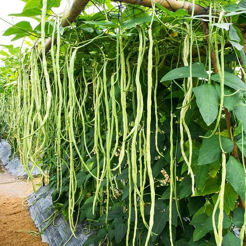 60% OFF🔥SUPER-LONG GREEN BEAN SEEDS - SUPER YIELD