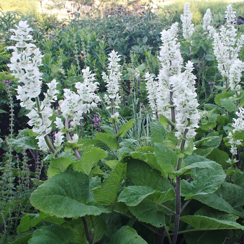 Clary Sage Seeds - White Swan