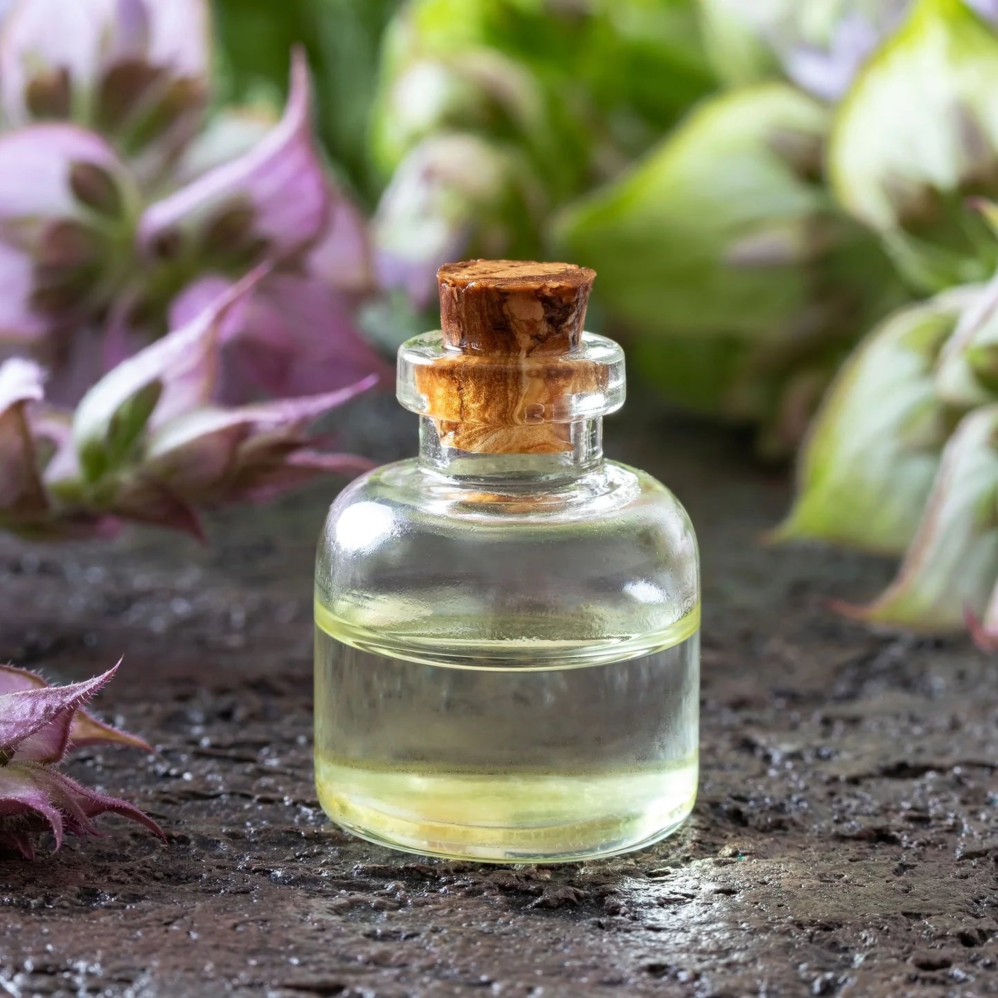 Clary Sage Seeds - White Swan