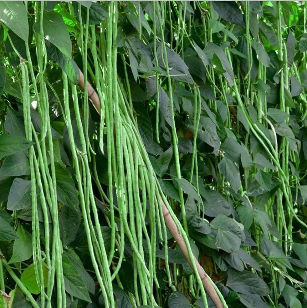 60% OFF🔥SUPER-LONG GREEN BEAN SEEDS - SUPER YIELD