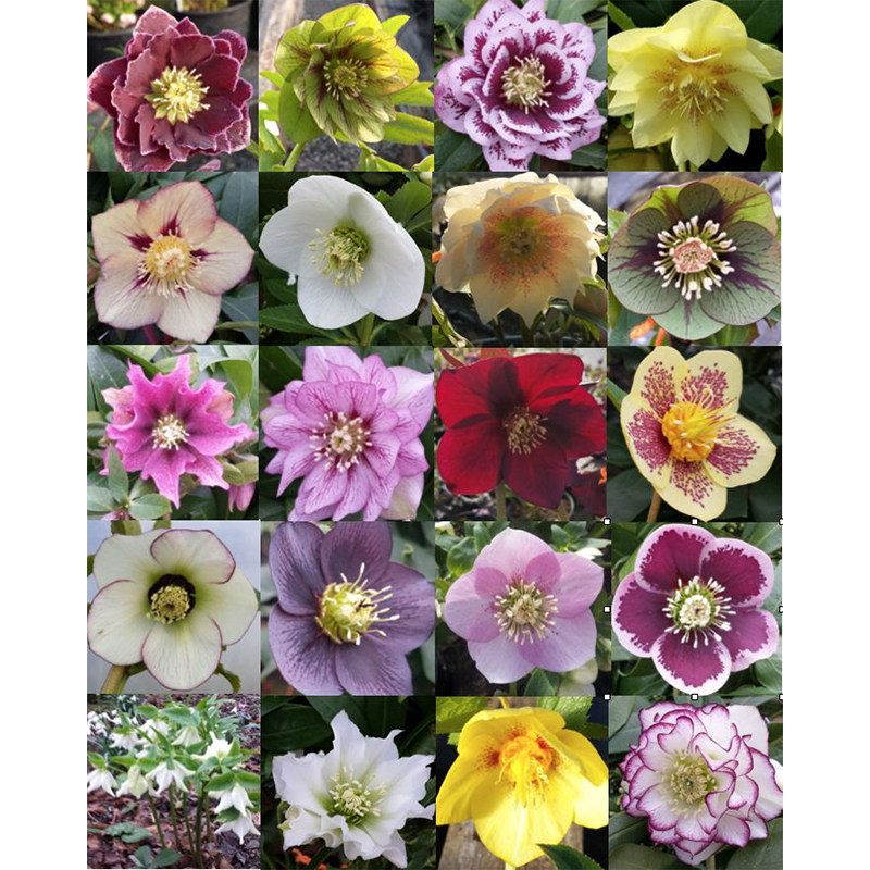 🥳Mixed color Christmas rose