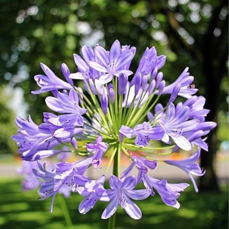 Agapanthus africanus