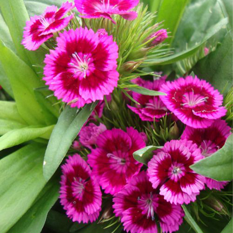 🎡Sweet William Seeds - 🐳Herald of Spring Mix