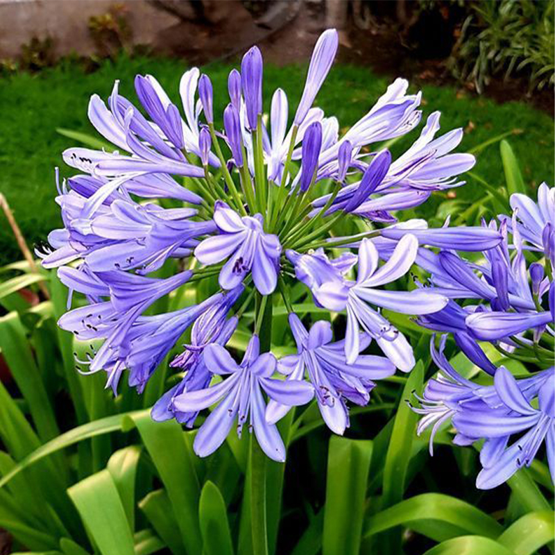 Agapanthus africanus