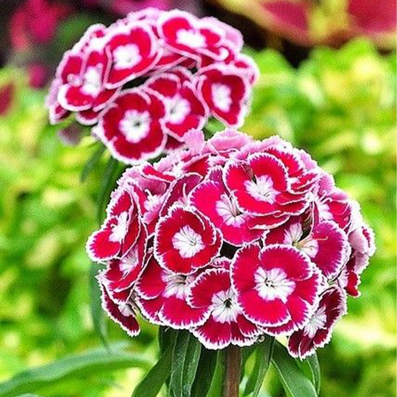 🎡Sweet William Seeds - 🐳Herald of Spring Mix