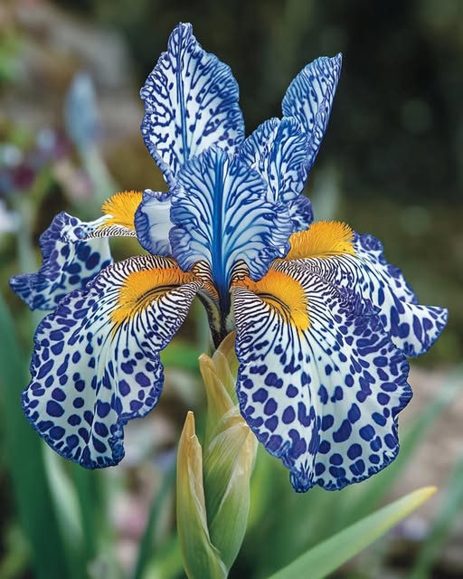 Blue and White Bearded Iris Seeds (Iris 'Blue Tiger') 🌼