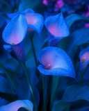 Bicolor #5