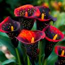 Bicolor #2