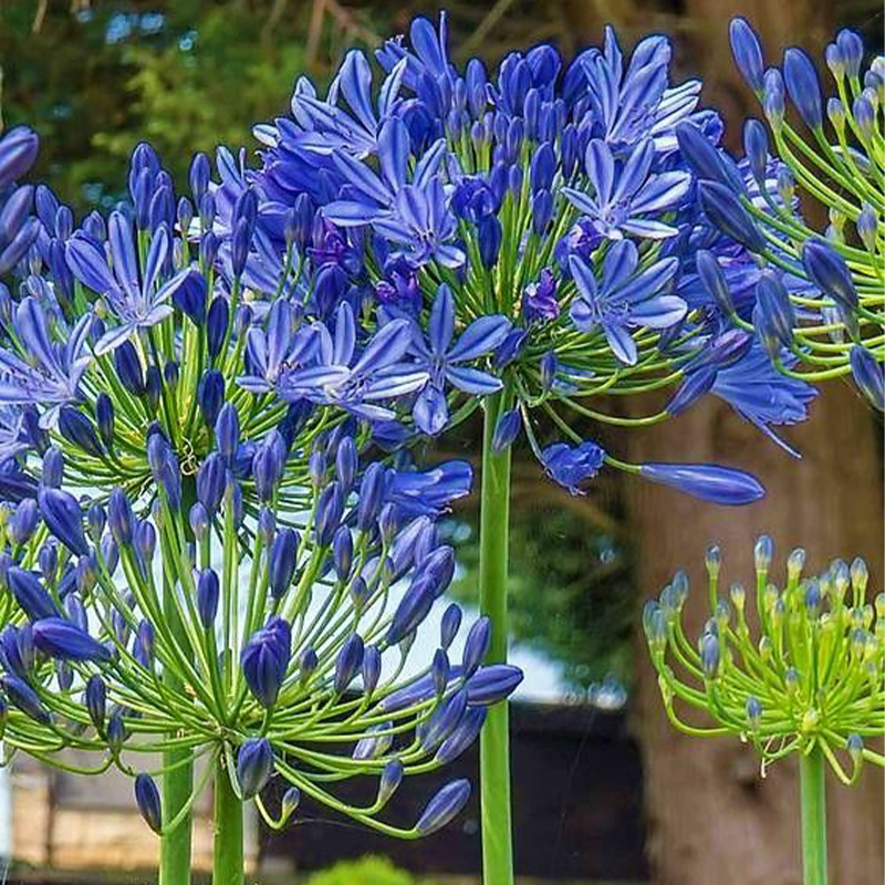 Agapanthus africanus