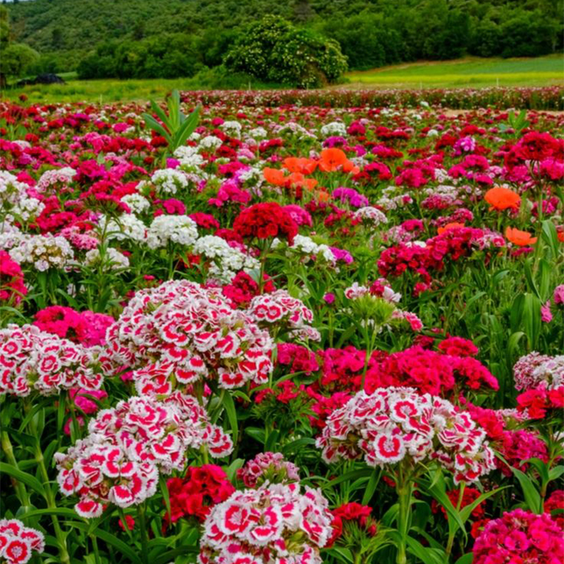 🎡Sweet William Seeds - 🐳Herald of Spring Mix