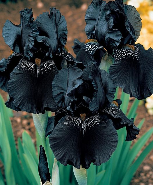 Exotic Black Iris Seeds (Iris spp.)