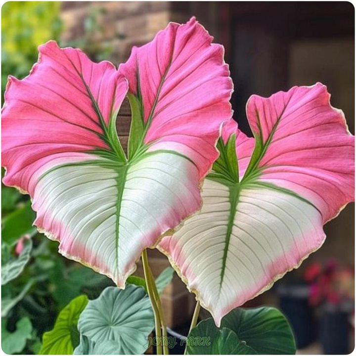 ”Gardeners at Heart“ Bicolor Giant Caladium Seeds