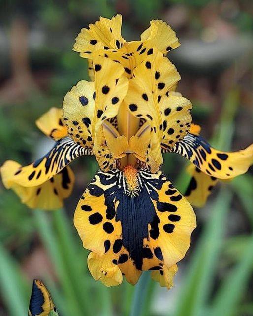 Spotted Leopard Iris Seeds (Iris Germanica)