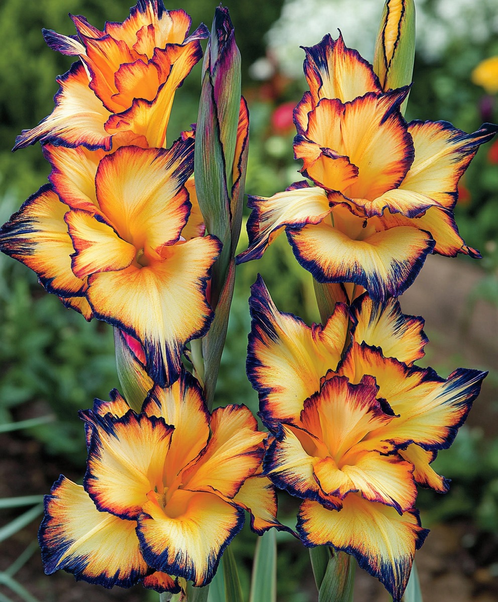 Rainbow Gladiolus Seeds (Gladiolus Hybrid)