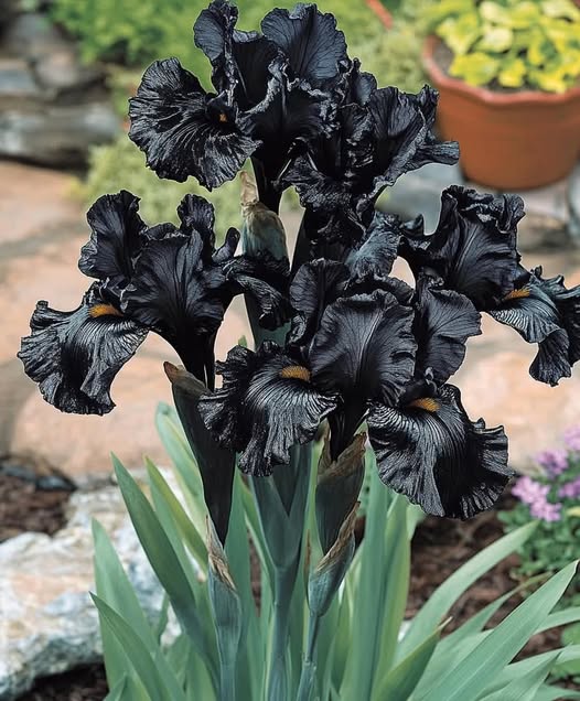 Exotic Black Iris Seeds (Iris spp.)