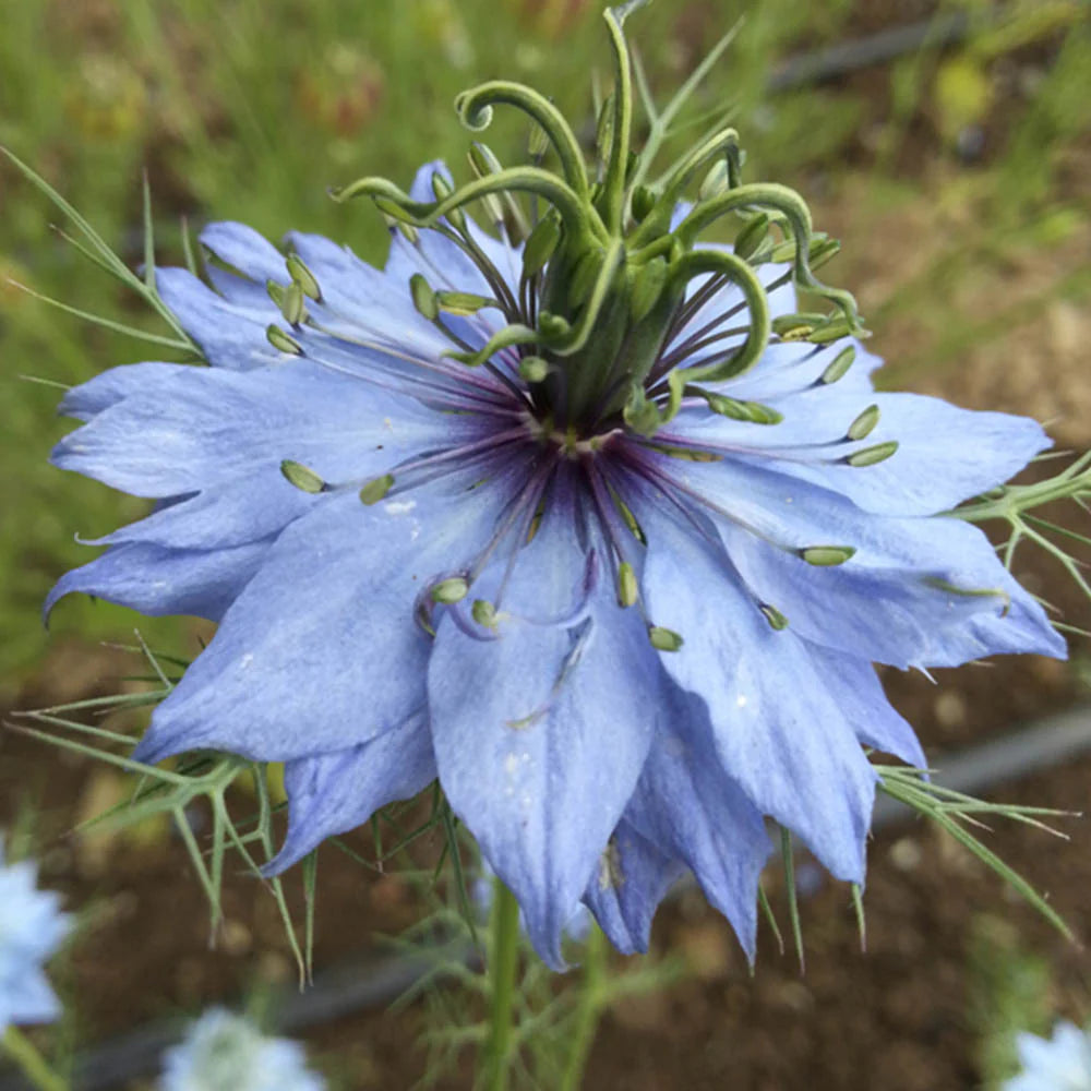🌊Nigella Miss Jekyll Organic Seed