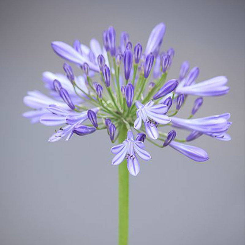 Agapanthus africanus