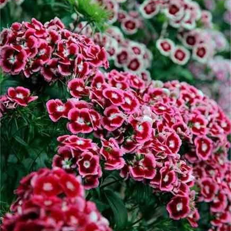 🎡Sweet William Seeds - 🐳Herald of Spring Mix