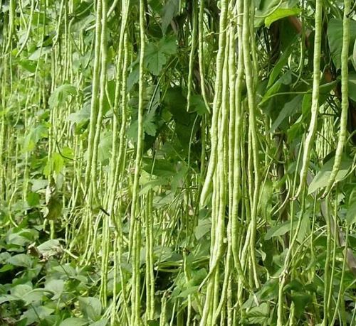 60% OFF🔥SUPER-LONG GREEN BEAN SEEDS - SUPER YIELD