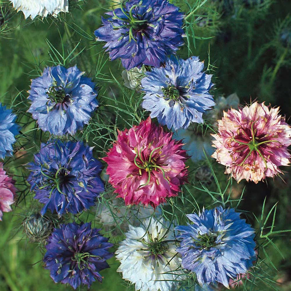 🌊Nigella Miss Jekyll Organic Seed
