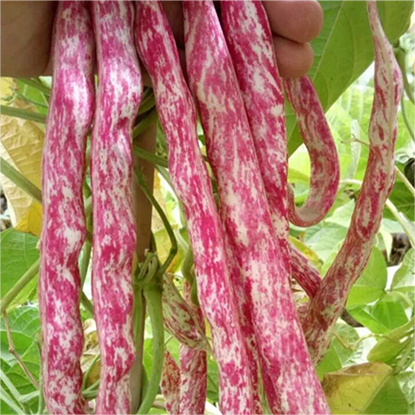 60% OFF🔥SUPER-LONG GREEN BEAN SEEDS - SUPER YIELD