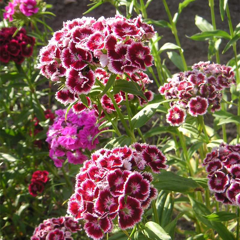 🎡Sweet William Seeds - 🐳Herald of Spring Mix
