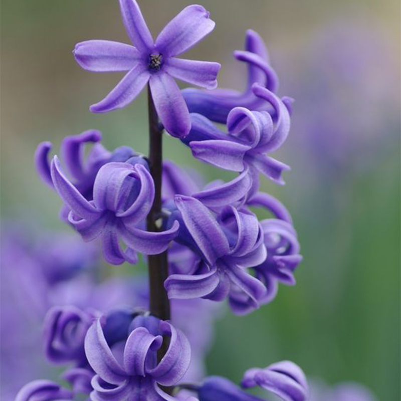 Agapanthus africanus