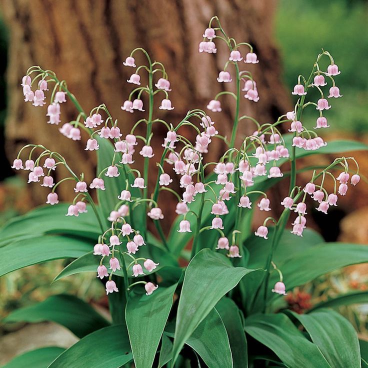 Lily of the Valley Seeds Four Seasons Flowers Sleeping Plants