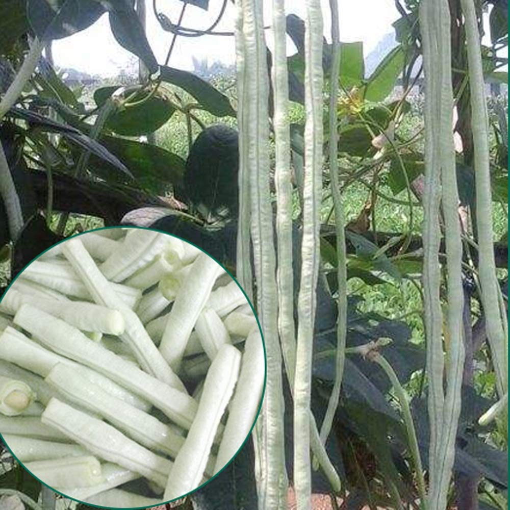 60% OFF🔥SUPER-LONG GREEN BEAN SEEDS - SUPER YIELD