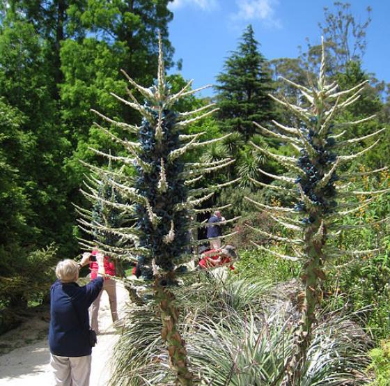 15 Bromeliad Alpestris Seeds, Bromeliad Sapphire Tower, bromeliad peacock flower Seeds - 15 Seeds (Puya alpestris) - 15 Count per Pack