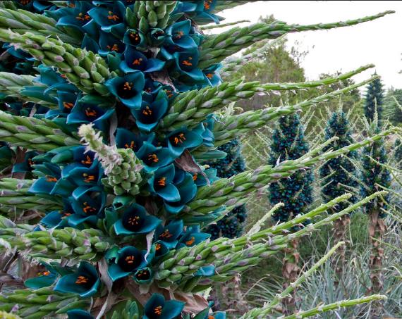 15 Bromeliad Alpestris Seeds, Bromeliad Sapphire Tower, bromeliad peacock flower Seeds - 15 Seeds (Puya alpestris) - 15 Count per Pack