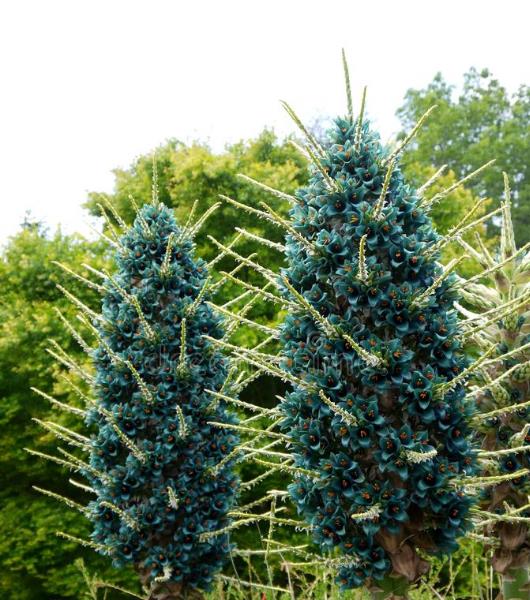 15 Bromeliad Alpestris Seeds, Bromeliad Sapphire Tower, bromeliad peacock flower Seeds - 15 Seeds (Puya alpestris) - 15 Count per Pack