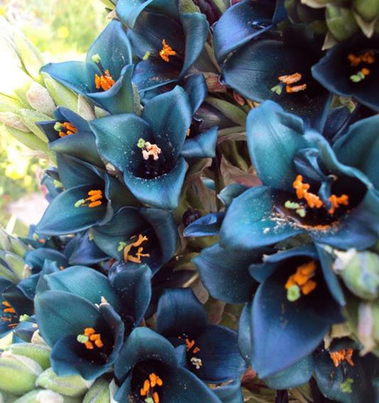 15 Bromeliad Alpestris Seeds, Bromeliad Sapphire Tower, bromeliad peacock flower Seeds - 15 Seeds (Puya alpestris) - 15 Count per Pack