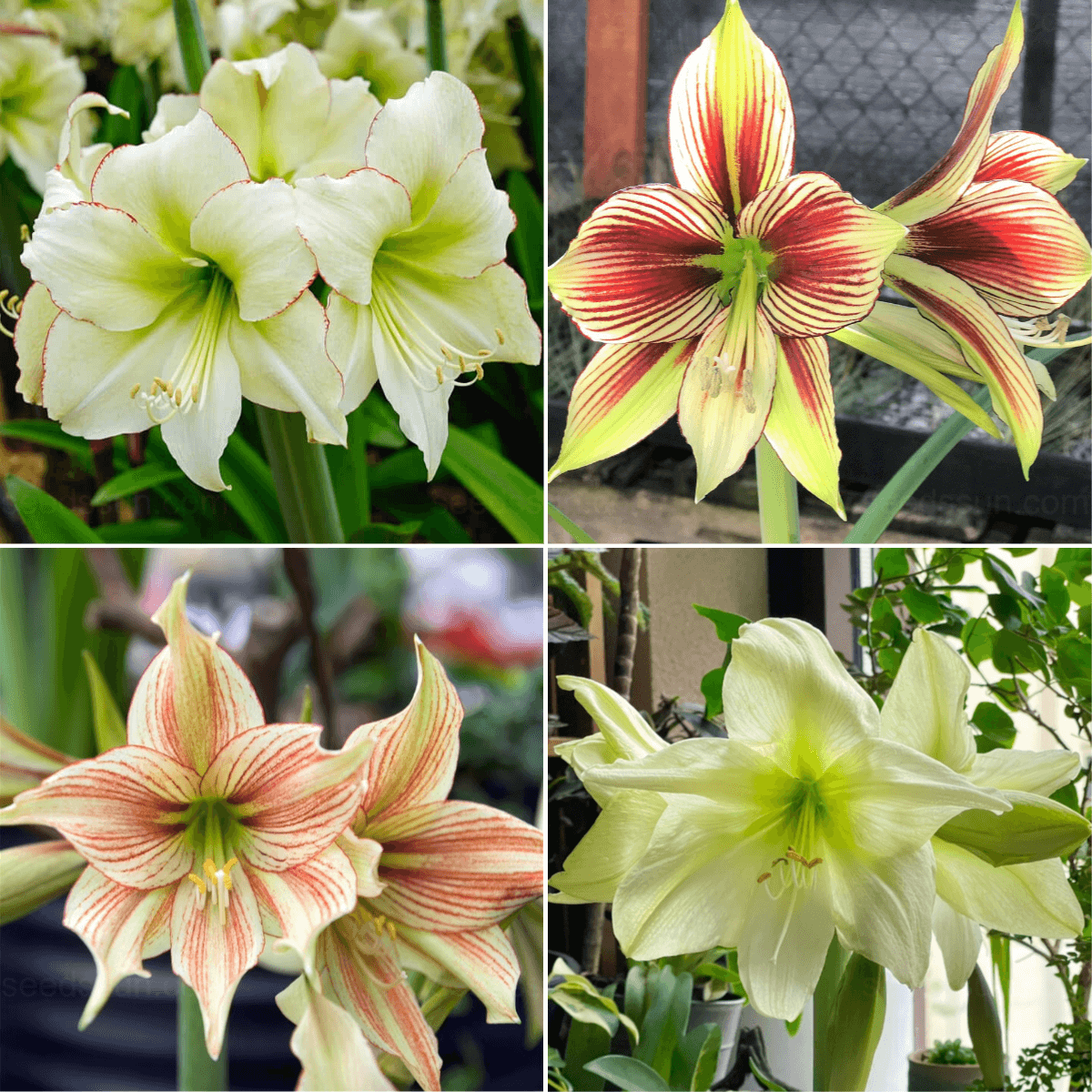 Multi-Colored Amaryllis Bulbs