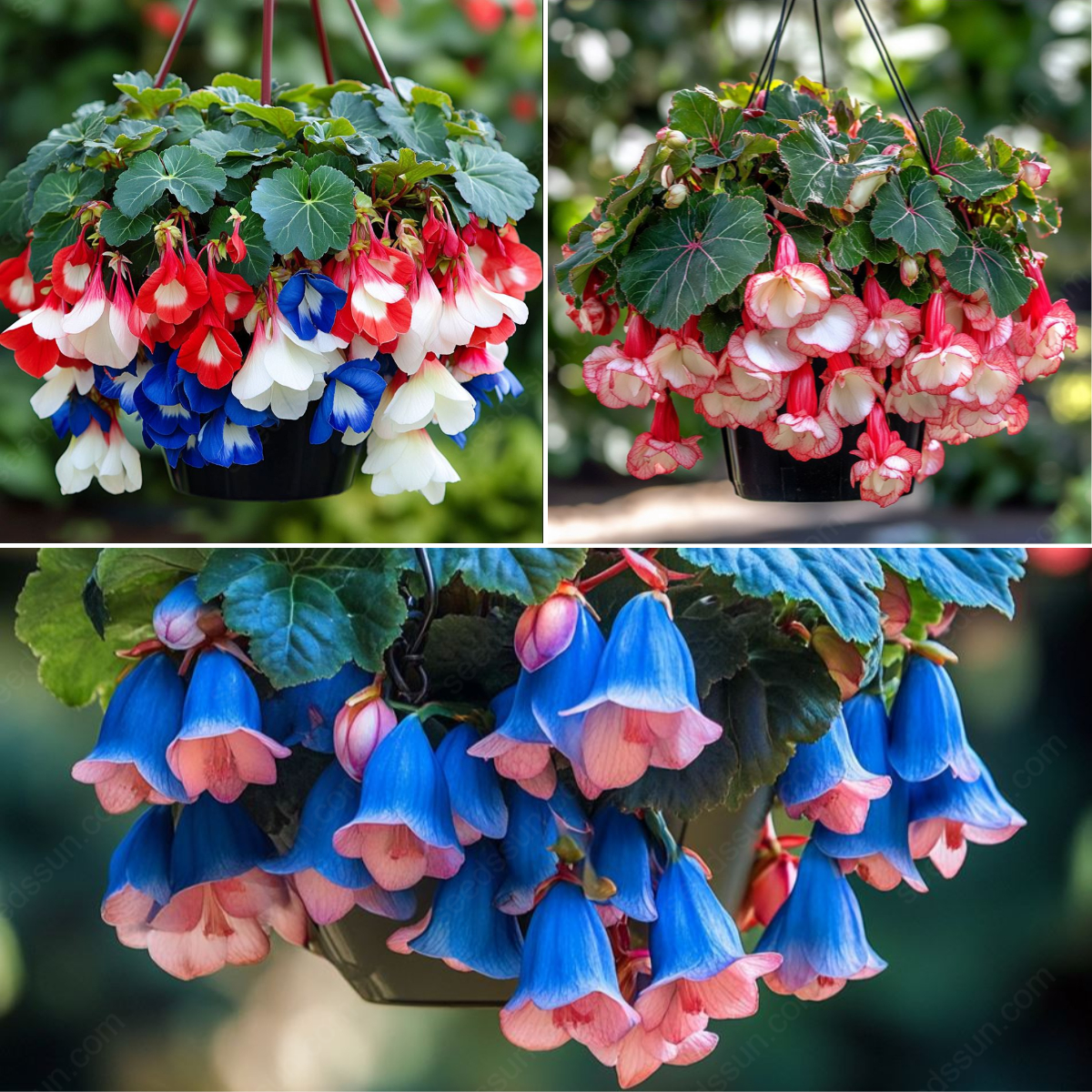 Weeping Begonia Seeds