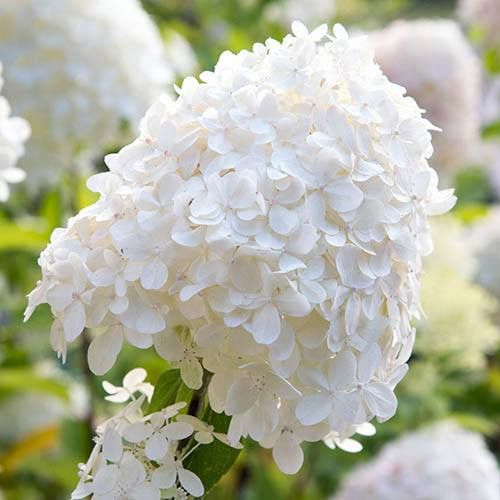 🍓Strawberry Hydrangea Flowers Seeds - 100/200Pcs