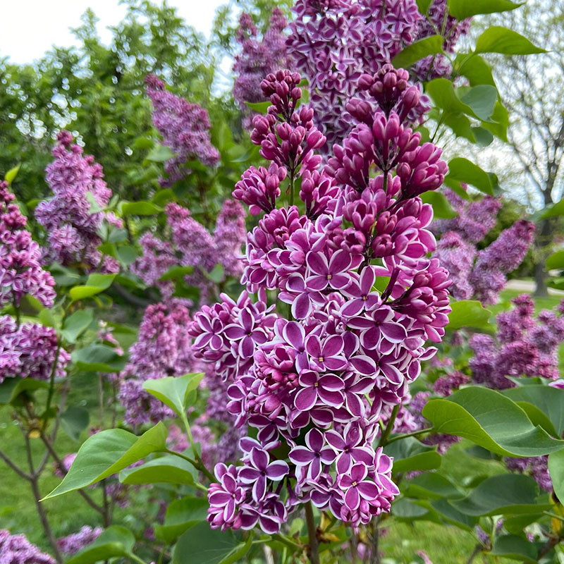 Natural Fragrance-Lilac Seeds