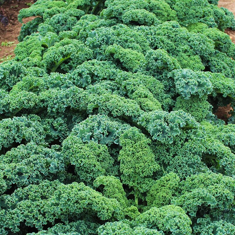 Low-Calorie Super Vegetable – Curly Kale Seeds