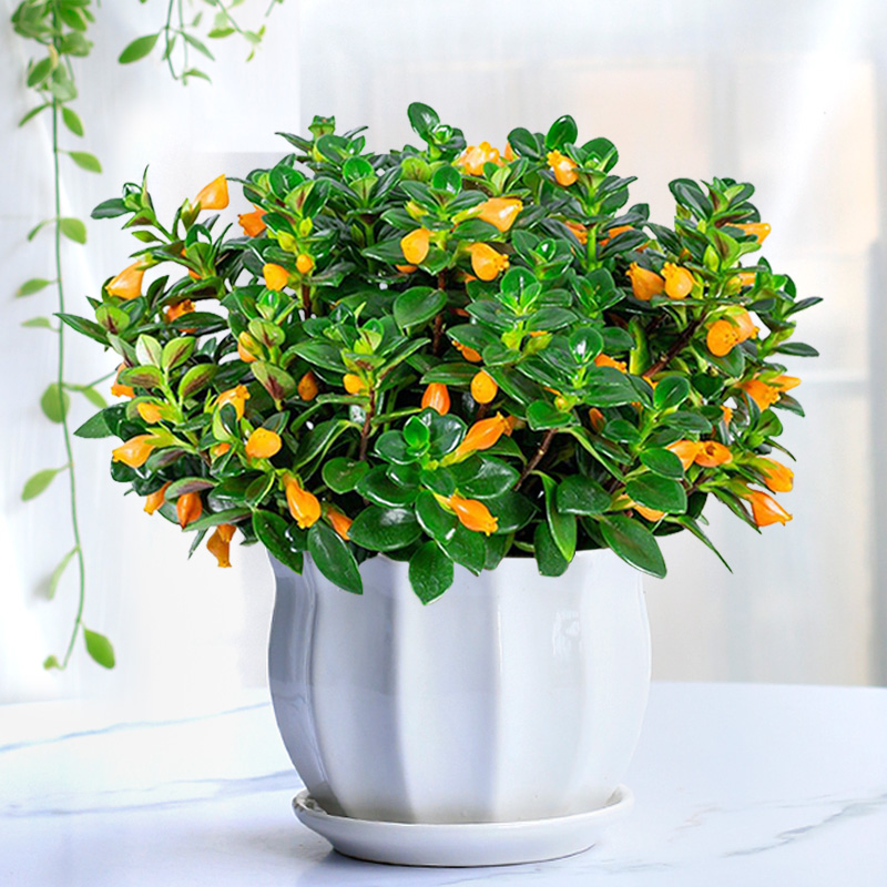 Super hot seller 🐟 Goldfish Chlorophytum Seeds-Non-GMO