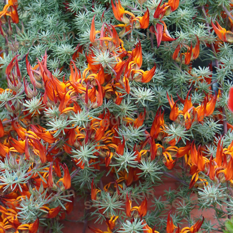 🦜Parrot's Beak Lotus Japonicus Seeds🌿