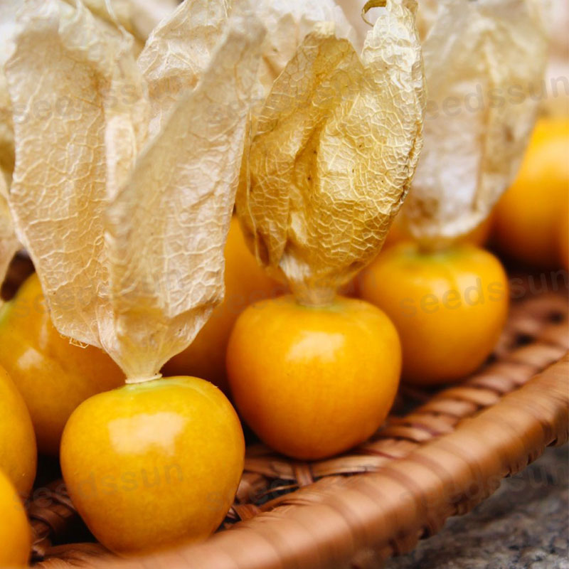 Creamy Maiden Fruit Seeds