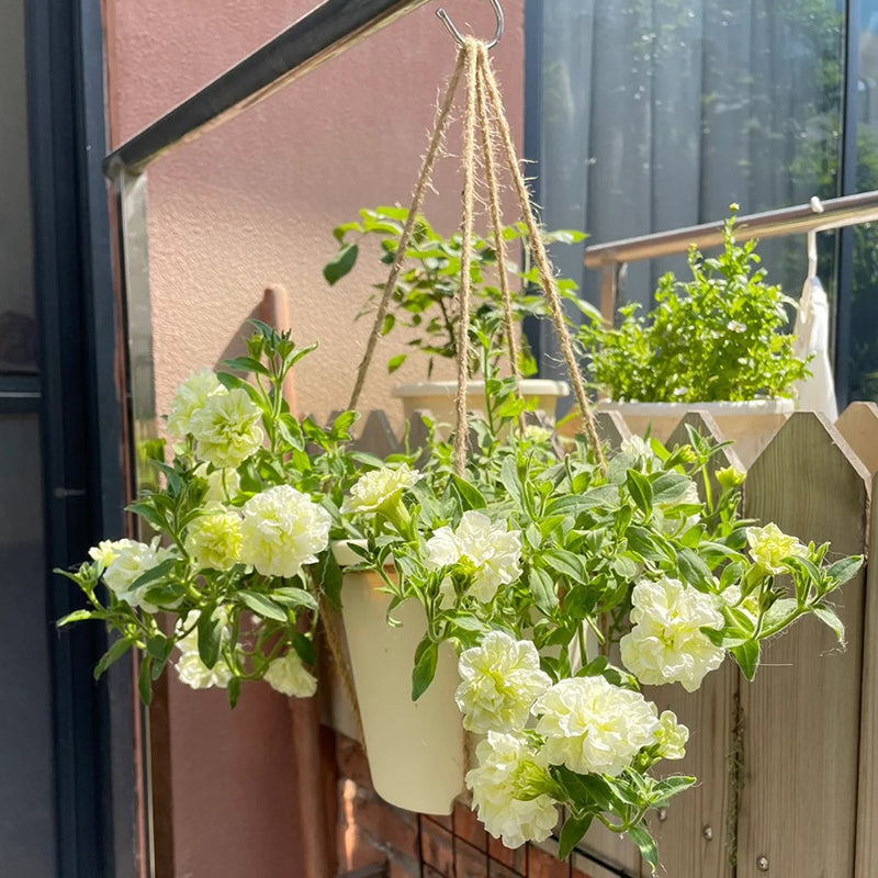 Summer Double Petunia Elizabeth