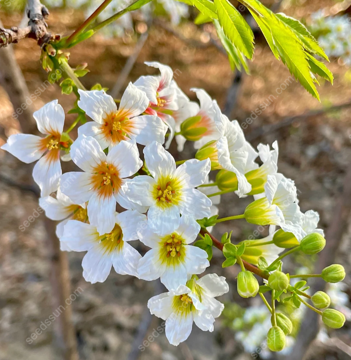 Xanthoceras Sorbifolium Bunge Seeds