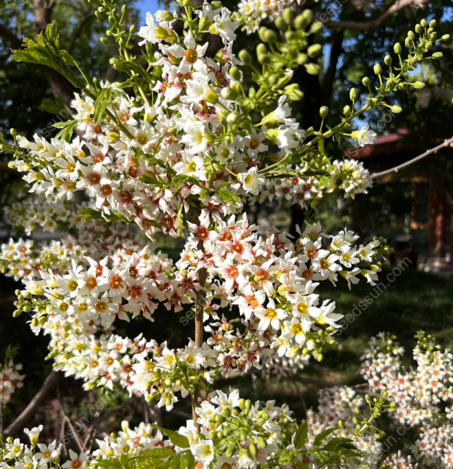 Xanthoceras Sorbifolium Bunge Seeds