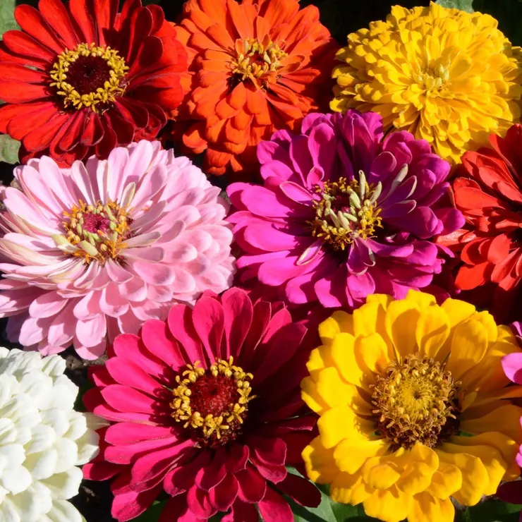 🌸Zinnia Flower Seeds Color Mixed