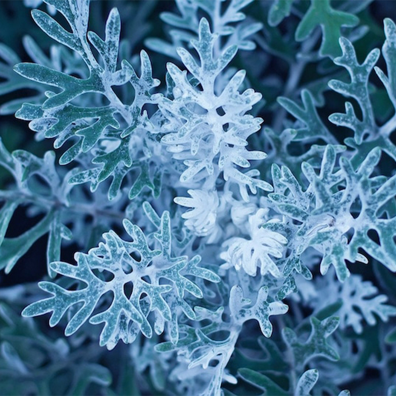 ❄️Flower - Cineraria Silver Dust