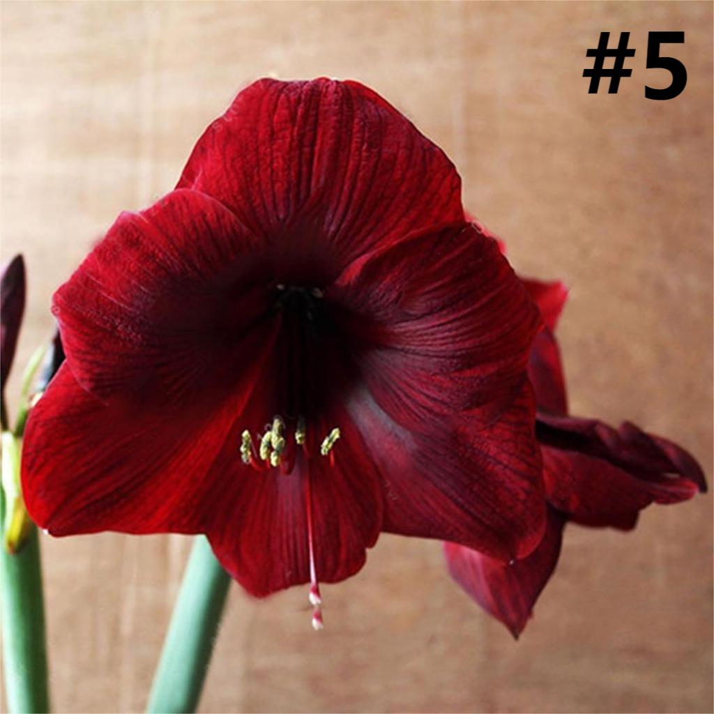 50pcs Hippeastrum Rutilum Seeds Bonsai Home Garden Balcony Plants