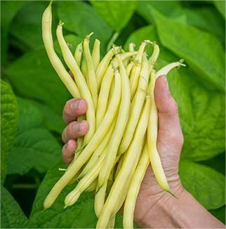 60% OFF🔥SUPER-LONG GREEN BEAN SEEDS - SUPER YIELD
